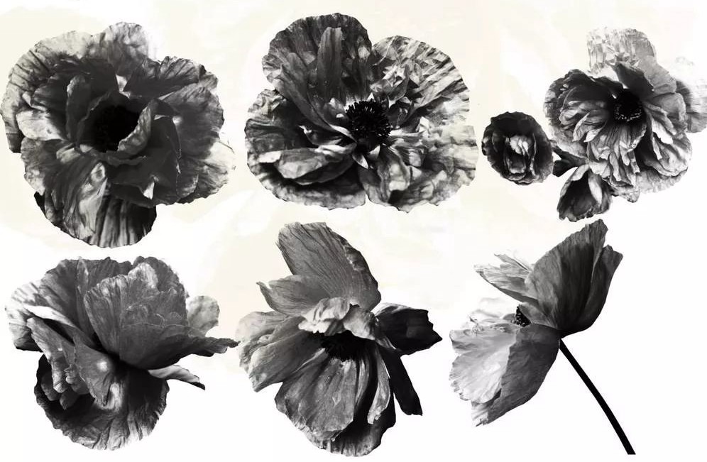 漂亮的郁金香花朵图像PS笔刷 笔刷资源 sucaiwan.com