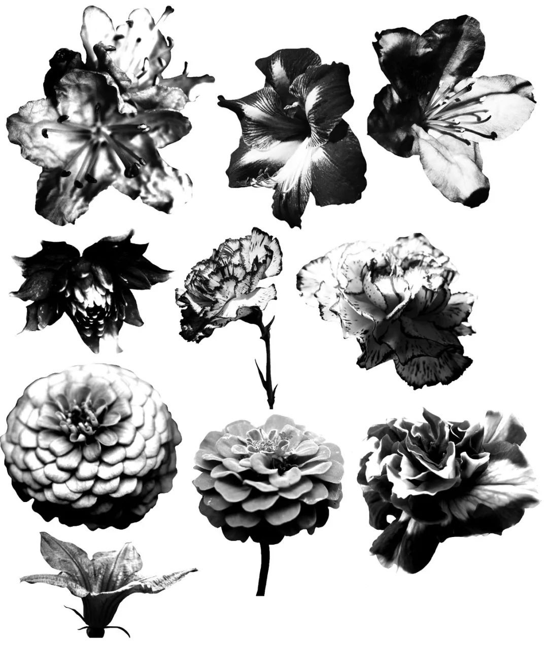 百日菊等盛开的鲜花花朵图案PS笔刷 笔刷资源 sucaiwan.com