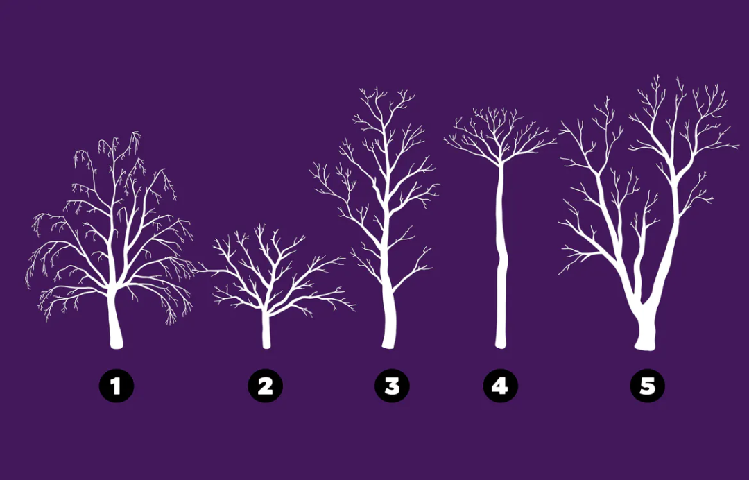 Procreate笔刷-树形树木轮廓图章画笔Procreate笔刷下载 笔刷资源 第4张-素材湾丨精选海外优质设计素材资源 Procreate笔刷-树形树木轮廓图章画笔Procreate笔刷下载 笔刷资源 sucaiwan.com