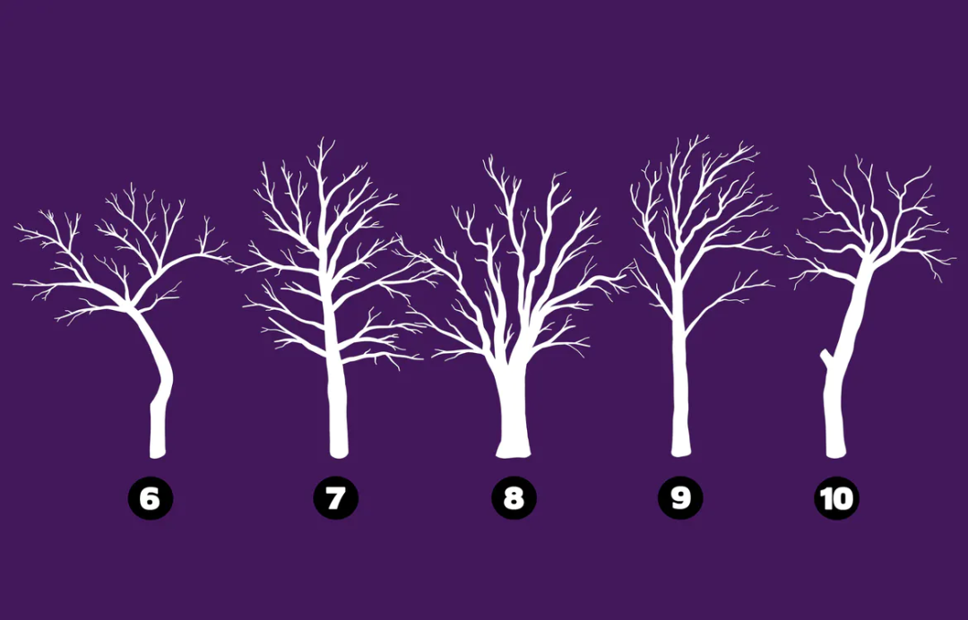 Procreate笔刷-树形树木轮廓图章画笔Procreate笔刷下载 笔刷资源 第5张-素材湾丨精选海外优质设计素材资源 Procreate笔刷-树形树木轮廓图章画笔Procreate笔刷下载 笔刷资源 sucaiwan.com