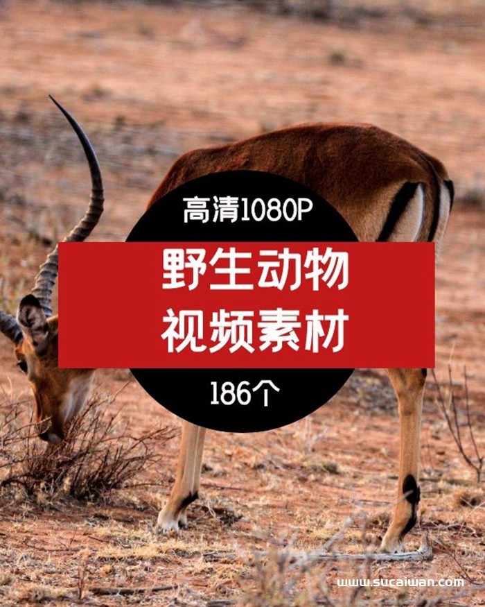 野生动物短视频素材-2 短视频素材 sucaiwan.com