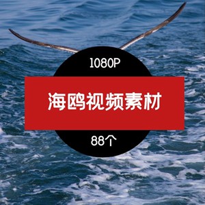 海鸥海景海浪高清风景短视频素材