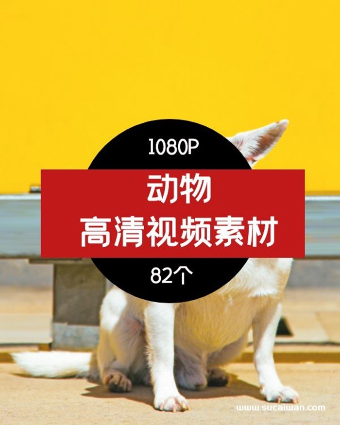 动物高清视频素材-01 短视频素材 sucaiwan.com