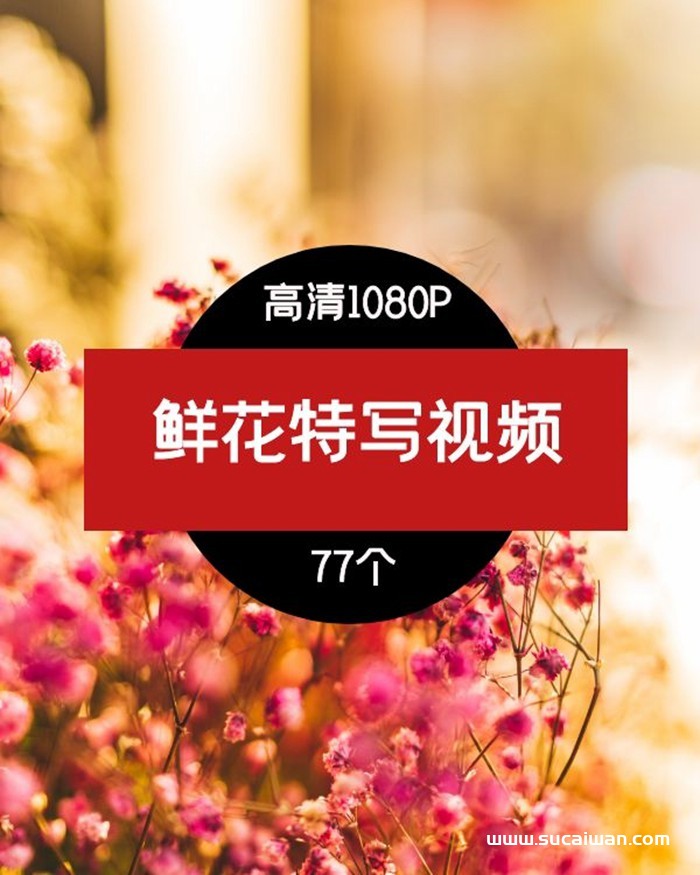 抖音植物鲜花大自然短视频素材,鲜花特写视频素材 短视频素材 sucaiwan.com