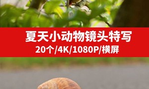 夏季小动物镜头特写视频素材