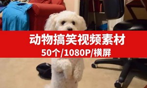 搞笑动物无水印素材