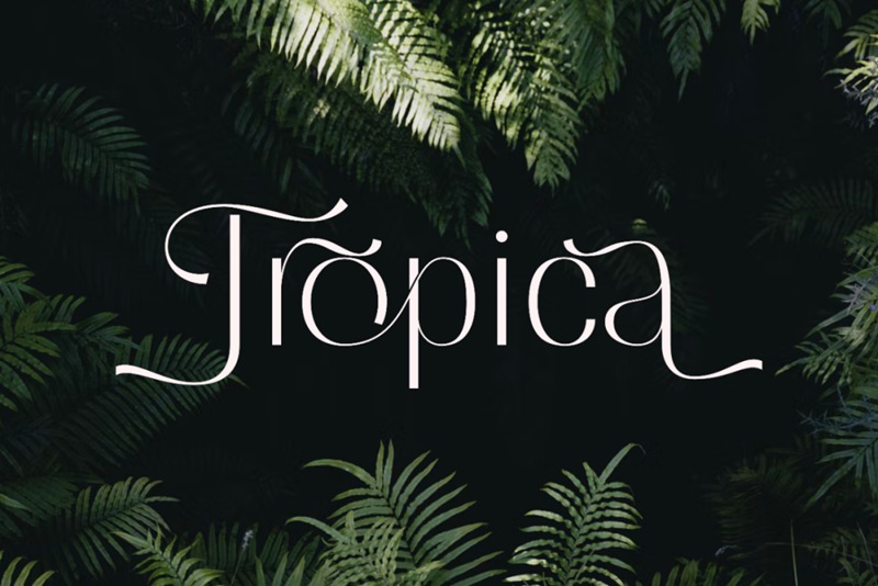 英文字体-最新整理150款潮流优雅英文字体合集 设计素材 第62张-素材湾丨精选海外优质设计素材资源 英文字体-最新整理150款潮流优雅英文字体合集 设计素材 sucaiwan.com