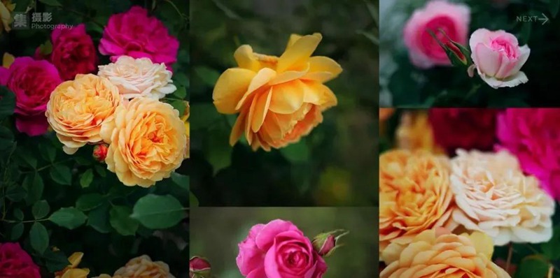 2022年最新整套作品集模板合集 图片素材 sucaiwan.com