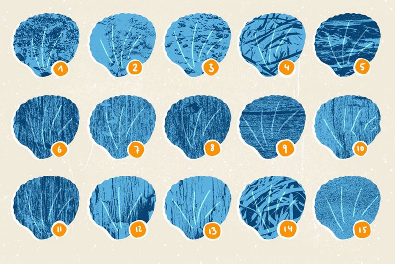 Procreate笔刷-贝壳海藻珊瑚线稿图案纹理笔刷素材 笔刷资源 第9张-素材湾丨精选海外优质设计素材资源 Procreate笔刷-贝壳海藻珊瑚线稿图案纹理笔刷素材 笔刷资源 sucaiwan.com