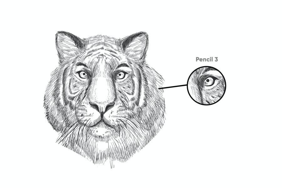 Procreate笔刷-10款铅笔画笔素描笔刷素材 笔刷资源 第2张-素材湾丨精选海外优质设计素材资源 Procreate笔刷-10款铅笔画笔素描笔刷素材 笔刷资源 sucaiwan.com