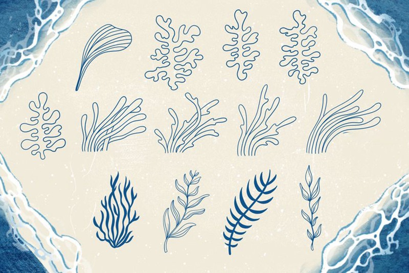 Procreate笔刷-贝壳海藻珊瑚线稿图案纹理笔刷素材 笔刷资源 第6张-素材湾丨精选海外优质设计素材资源 Procreate笔刷-贝壳海藻珊瑚线稿图案纹理笔刷素材 笔刷资源 sucaiwan.com