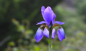 植物性野花自然特写花虹膜视频素材
