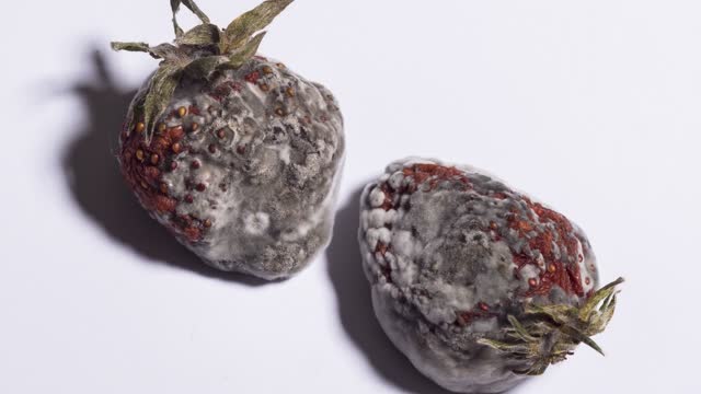 霉菌隔离性质的形成模具宏观特写视频素材 APP UI sucaiwan.com