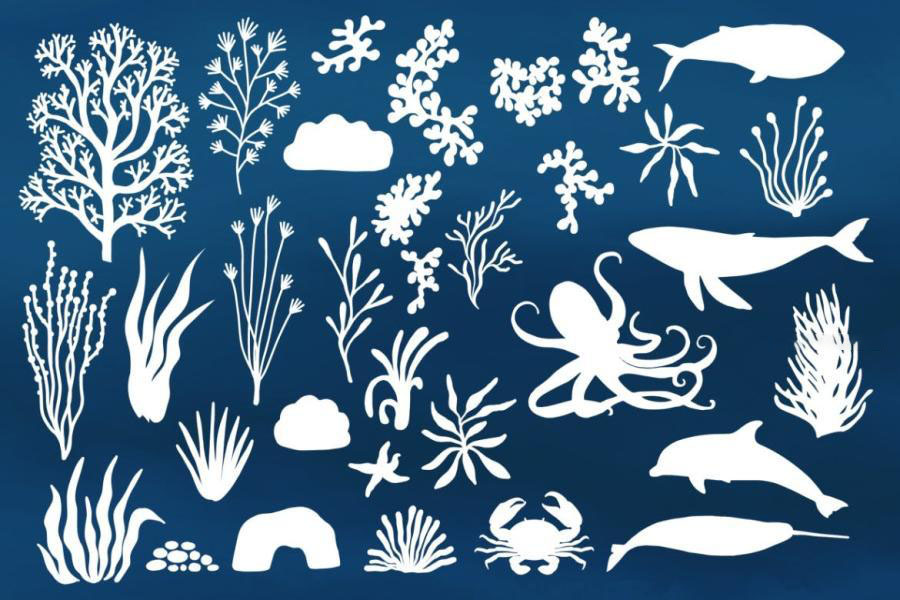 Procreate笔刷-海底世界海洋生物海藻类图案笔刷 笔刷资源 sucaiwan.com