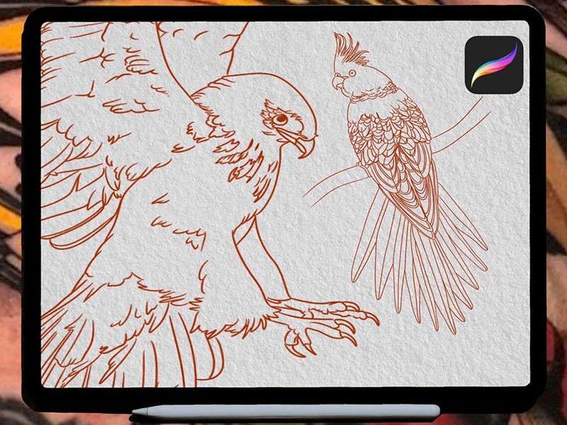 鸟类纹身图案Procreate笔刷 笔刷资源 sucaiwan.com