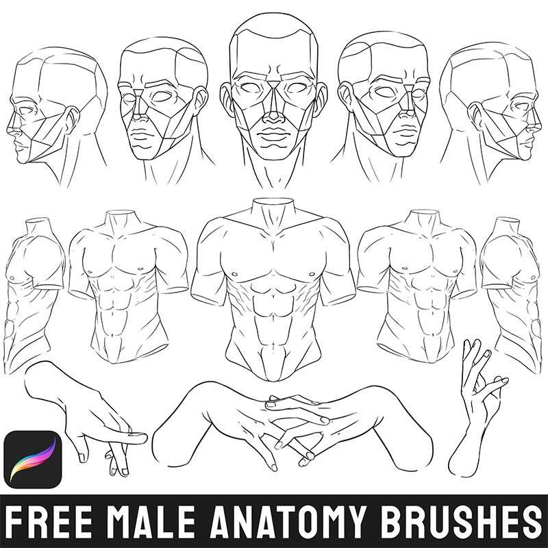 男性结构线稿Procreate笔刷 笔刷资源 sucaiwan.com