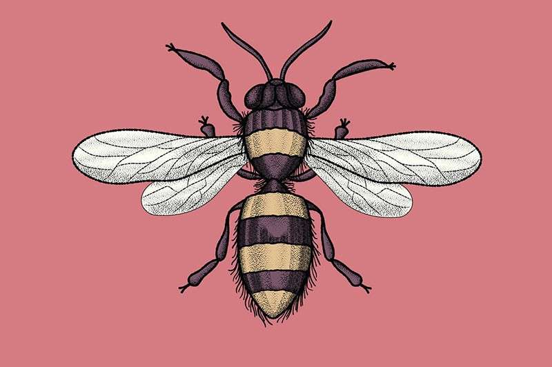 复古轮廓雕刻AI笔刷 笔刷资源 sucaiwan.com