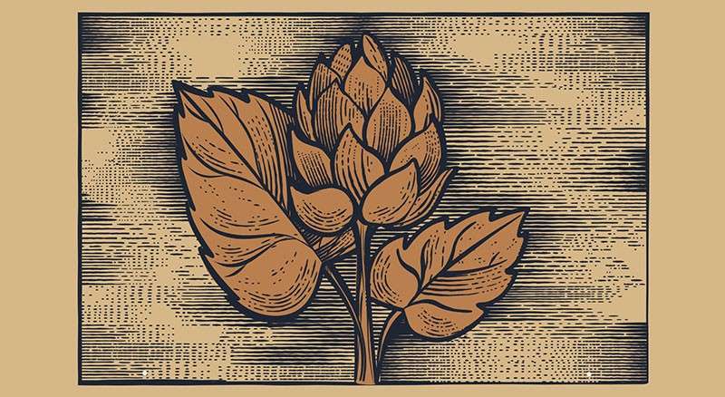 复古雕刻插画Affinity Designer笔刷 笔刷资源 sucaiwan.com