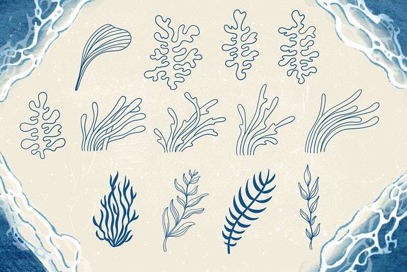 海洋生物卡通线描画Procreate笔刷 笔刷资源 sucaiwan.com