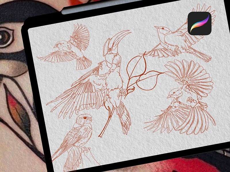 鸟类纹身图案Procreate笔刷 笔刷资源 sucaiwan.com