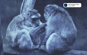 60年代老式打印机照片效果ps图层样式 60s Vintage Printer photo effect