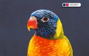 创意水彩画效果照片处理PS动作 Creative Watercolor Painting Photoshop Action