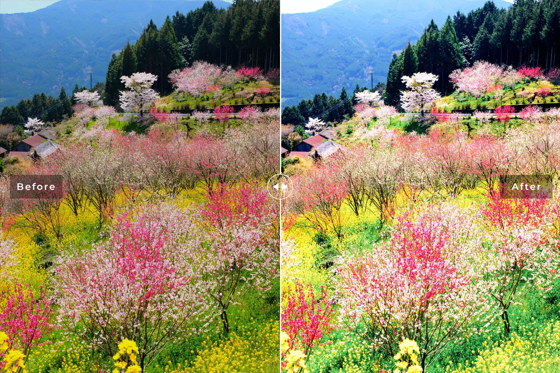 柔和春季玫瑰色滤镜后期处理lightroom预设 Spring Kiss Mobile & Desktop Lightroom Presets 插件预设 第6张-素材湾丨精选海外优质设计素材资源 柔和春季玫瑰色滤镜后期处理lightroom预设 Spring Kiss Mobile & Desktop Lightroom Presets 插件预设 sucaiwan.com