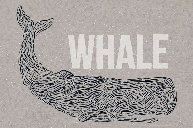 35个Illustrator雕刻画笔刷 笔刷资源 sucaiwan.com