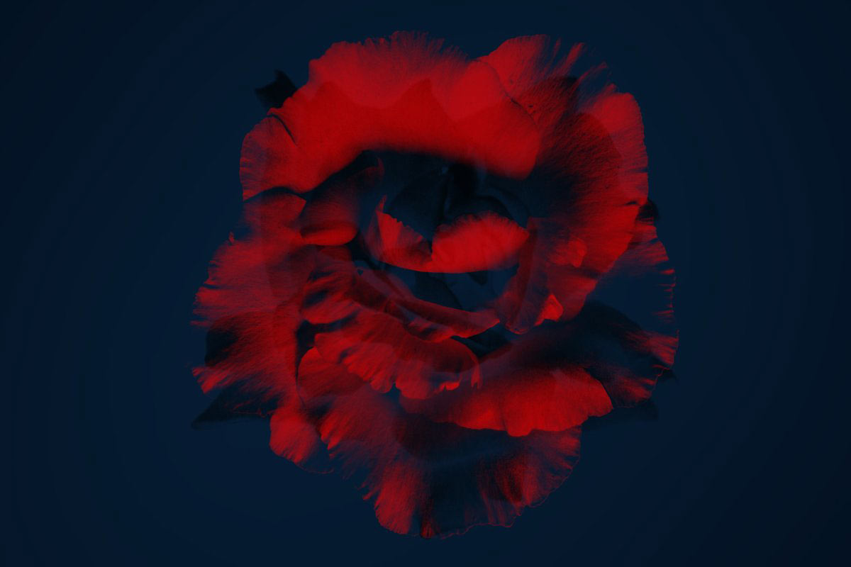 复古风创意玫瑰紫丁香花卉笔刷PS画笔笔刷素材 Elegant Flower Brushes for Photoshop 笔刷资源 第6张-素材湾丨精选海外优质设计素材资源 复古风创意玫瑰紫丁香花卉笔刷PS画笔笔刷素材 Elegant Flower Brushes for Photoshop 笔刷资源 sucaiwan.com