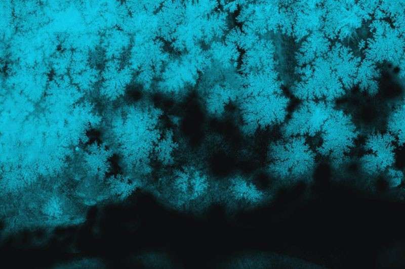 冰冻纹理图案PS和Procreate笔刷 笔刷资源 sucaiwan.com