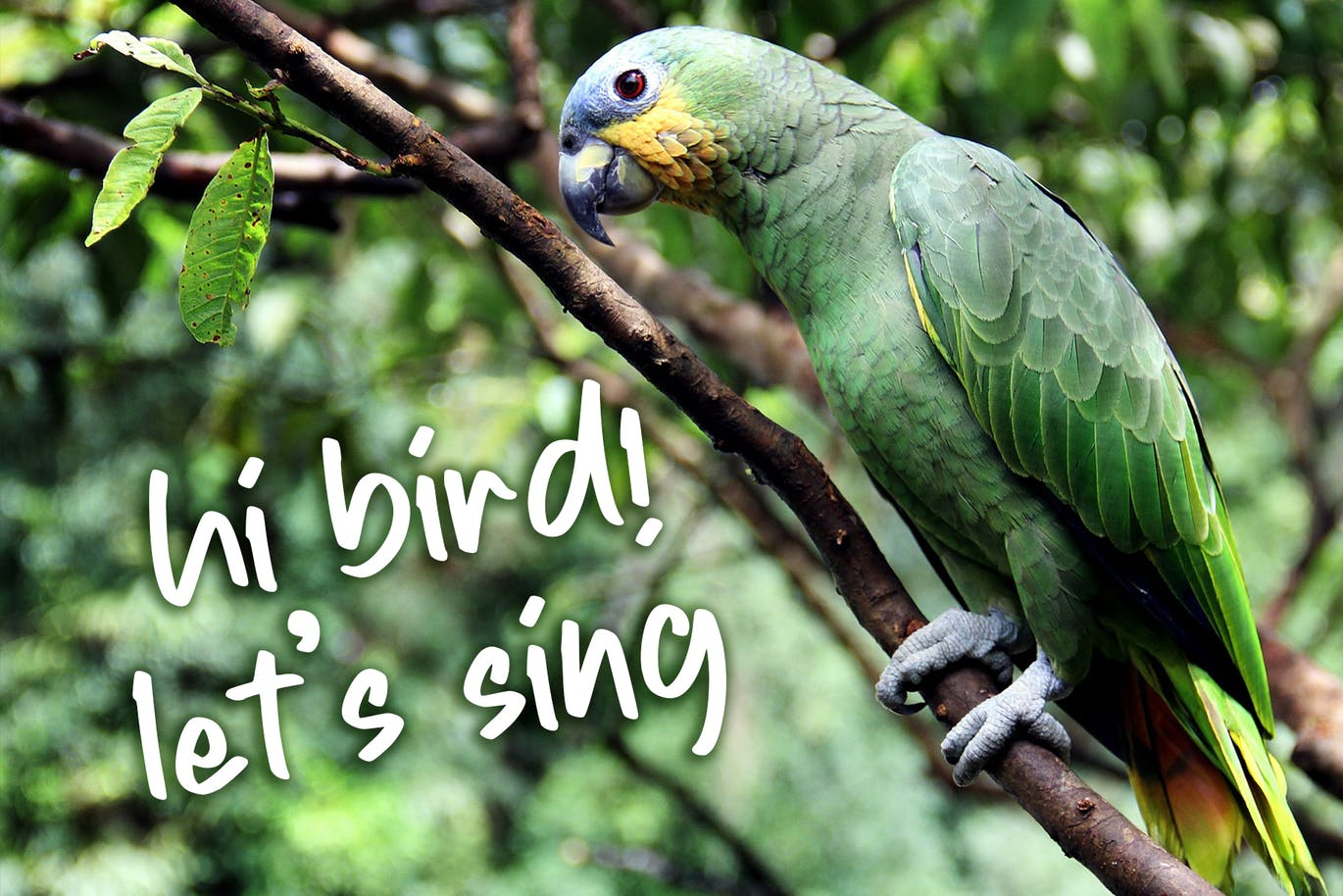 绿色产品包装手写字体素材 Sweet Grape 设计素材 sucaiwan.com