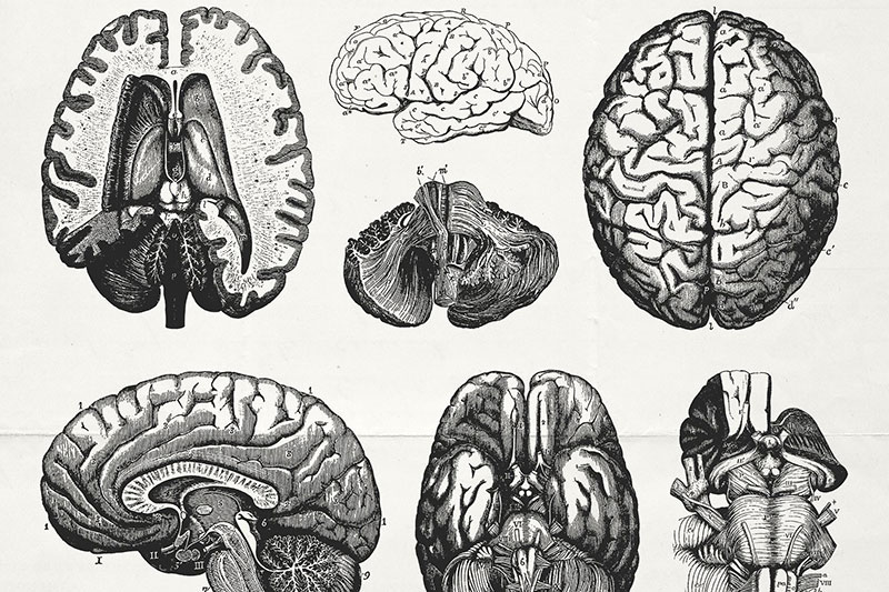 76幅人体器官解剖学示意图，AI源文件 图片素材 sucaiwan.com