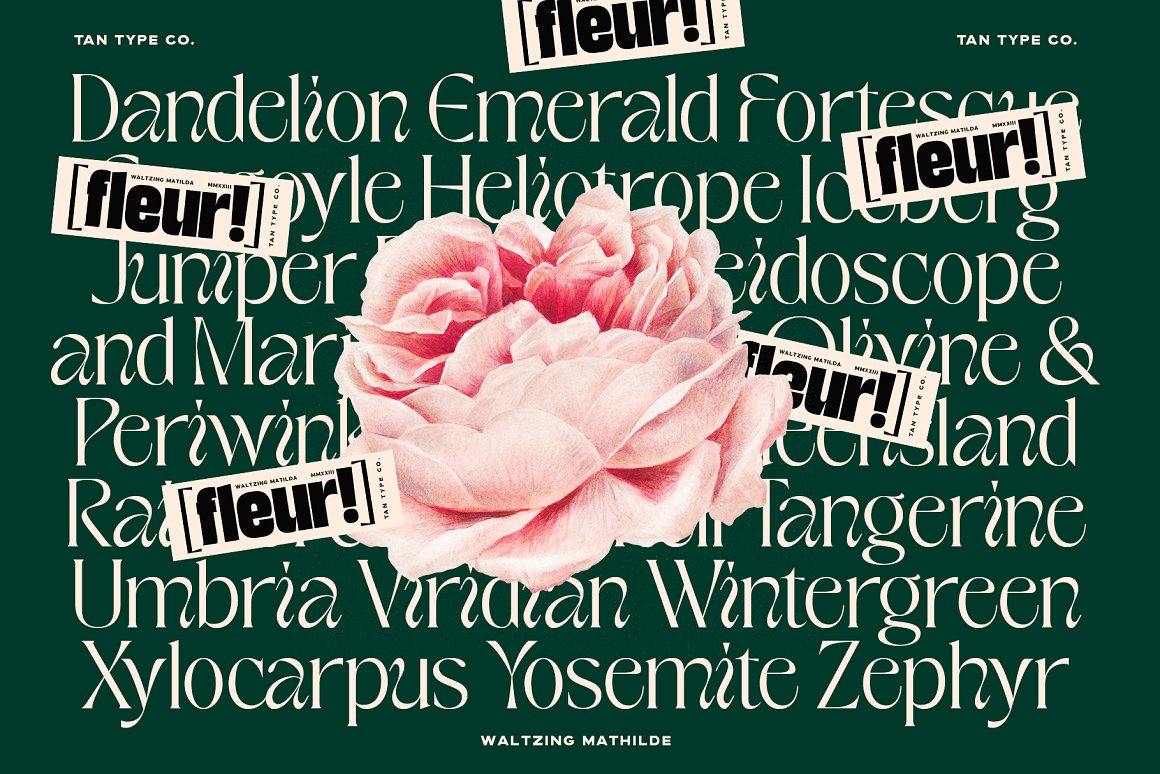 英文字体：优雅俏皮逆反差酸性海报标题徽标设计衬线英文字体 TAN - WALTZING MATHILDE 设计素材 sucaiwan.com