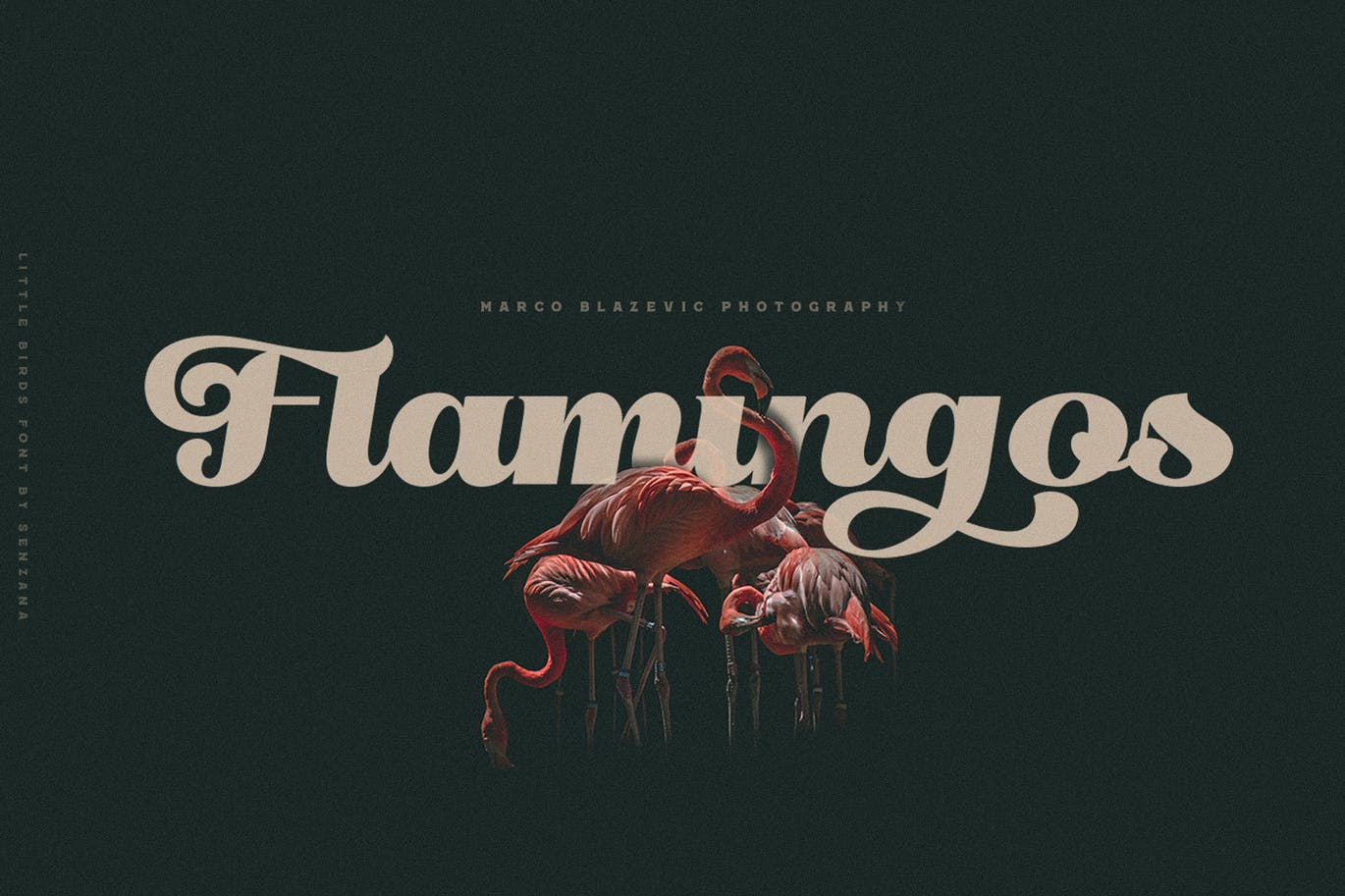 “仿鸟”线条复古风简洁英文字体脚本 Little Birds Script 设计素材 sucaiwan.com