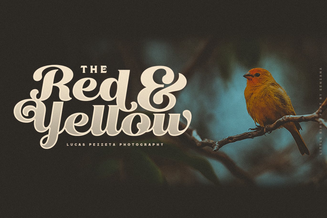 “仿鸟”线条复古风简洁英文字体脚本 Little Birds Script 设计素材 sucaiwan.com