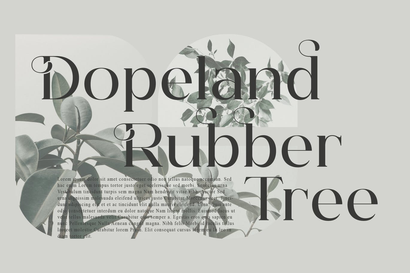 印刷文本衬线字体素材 Hegam Serif Font 设计素材 sucaiwan.com