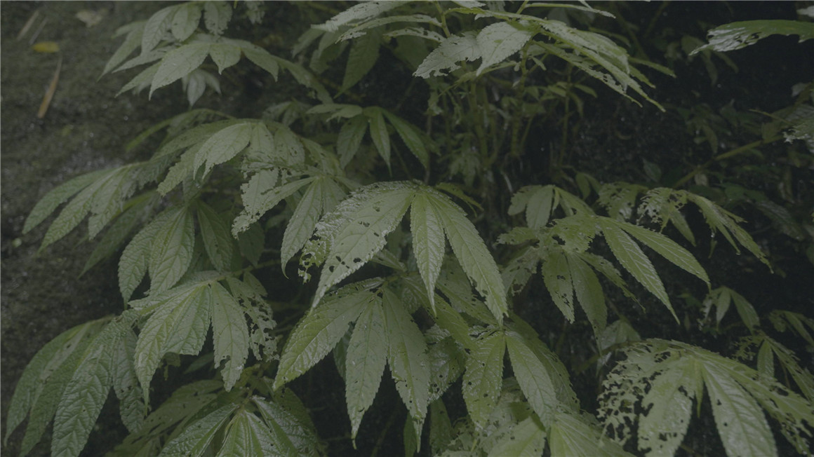 JustKay 5个索尼电影感LUTs调色预设包 Justkay Sony LUTs 插件预设 第4张-素材湾丨精选海外优质设计素材资源 JustKay 5个索尼电影感LUTs调色预设包 Justkay Sony LUTs 插件预设 sucaiwan.com