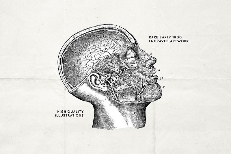76幅人体器官解剖学示意图，AI源文件 图片素材 sucaiwan.com
