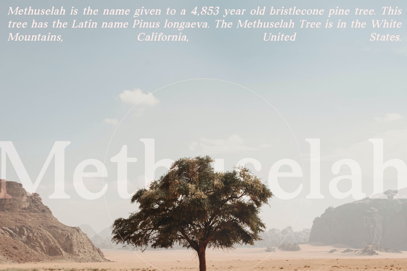 现代衬线字体素材 Lost Castedral Serif Font 设计素材 sucaiwan.com