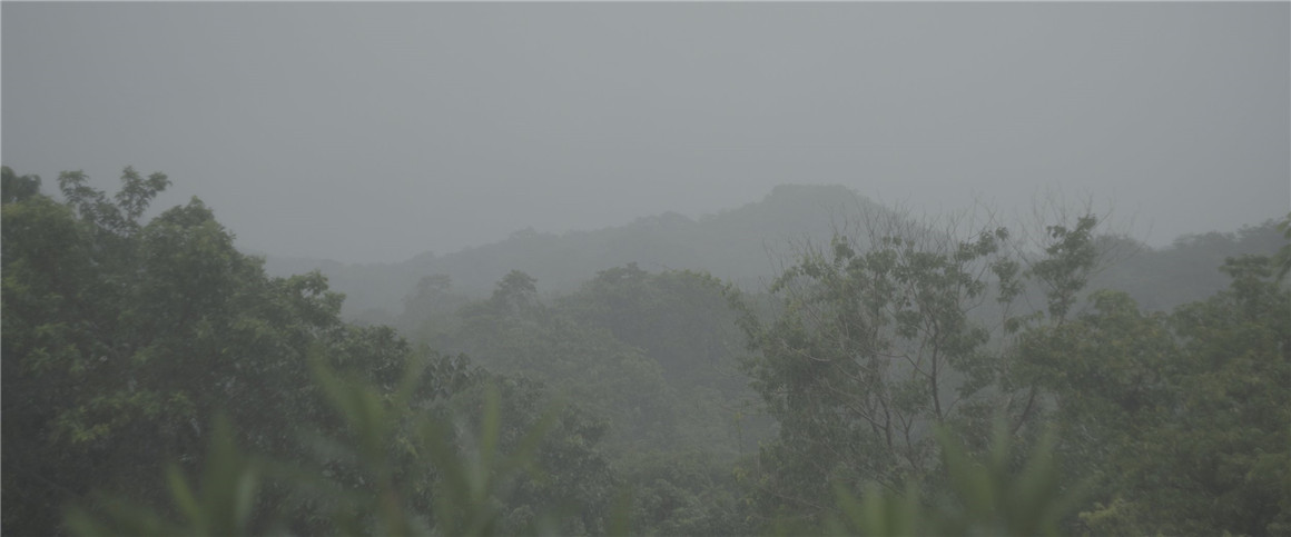 深绿色自然风景旅拍达芬奇调色节点 JUNGLE 2022 POWERGRADE 插件预设 sucaiwan.com