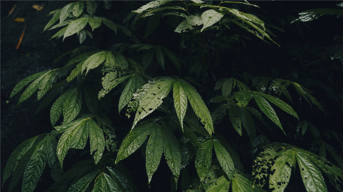 JustKay 5个索尼电影感LUTs调色预设包 Justkay Sony LUTs 插件预设 第7张-素材湾丨精选海外优质设计素材资源 JustKay 5个索尼电影感LUTs调色预设包 Justkay Sony LUTs 插件预设 sucaiwan.com