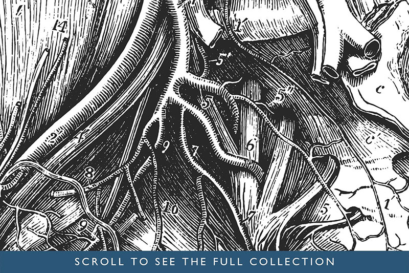 76幅人体器官解剖学示意图，AI源文件 图片素材 sucaiwan.com