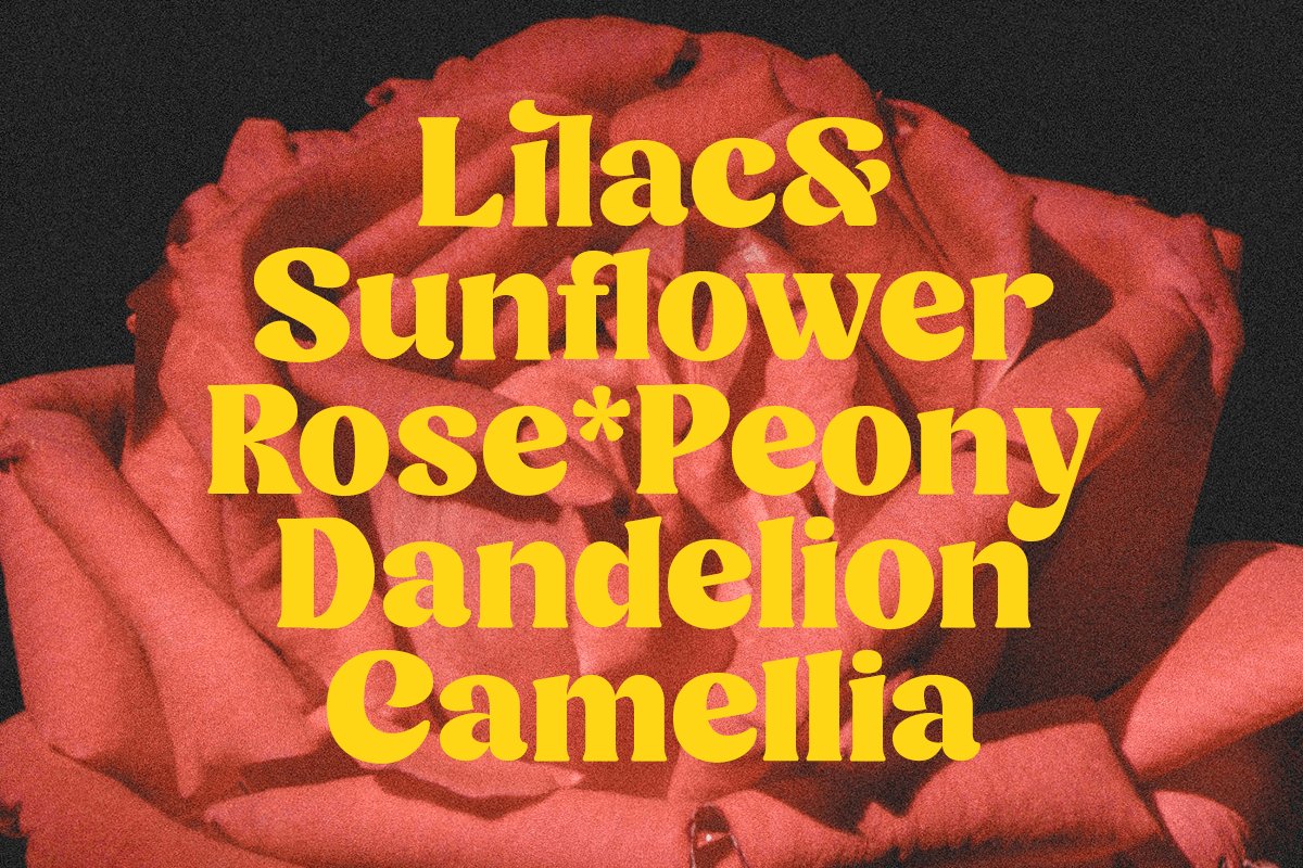 英文字体：优雅复古美学英文杂志海报衬线字体 Minya - Retro Font 设计素材 sucaiwan.com