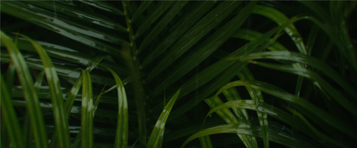 深绿色自然风景旅拍达芬奇调色节点 JUNGLE 2022 POWERGRADE 插件预设 sucaiwan.com