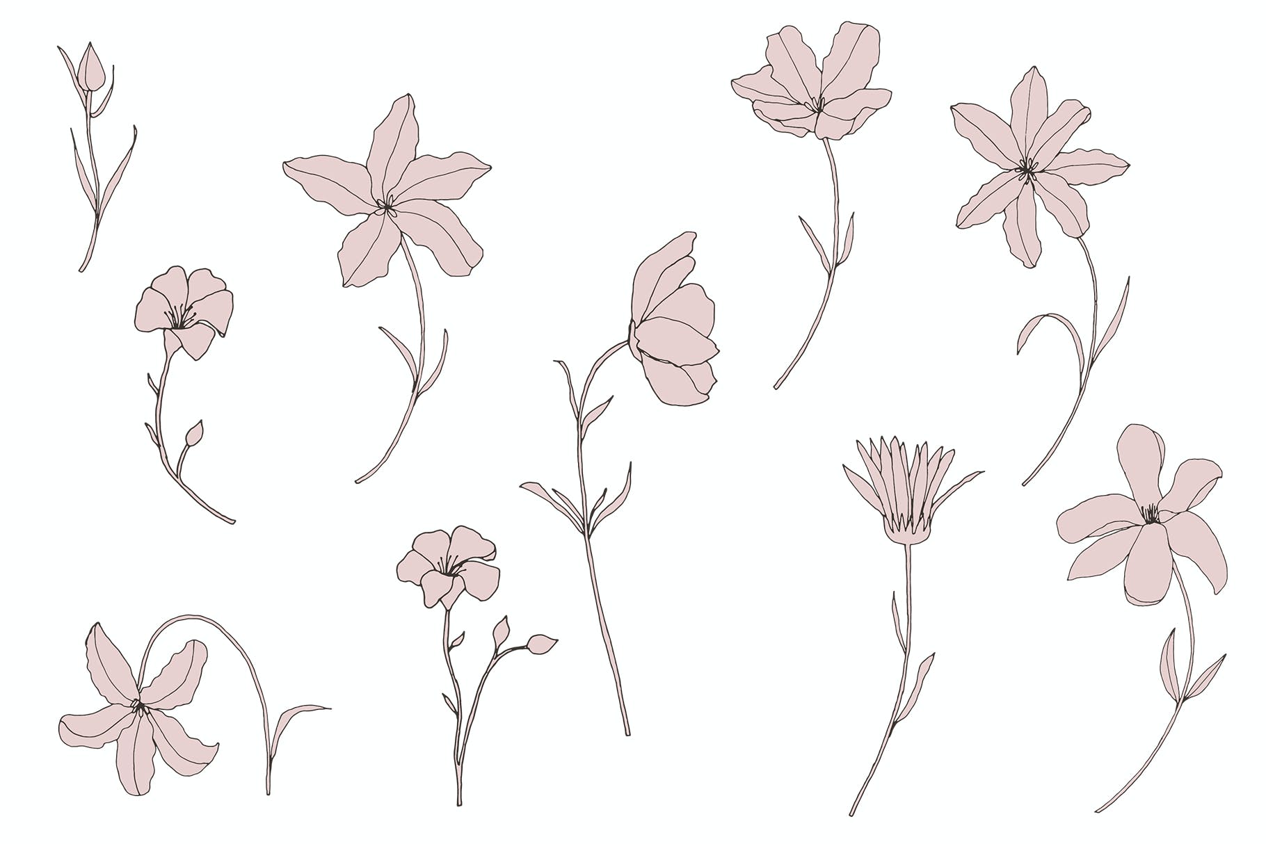 精美的花卉图案和元素 Dainty Floral Patterns & Elements 图片素材 sucaiwan.com