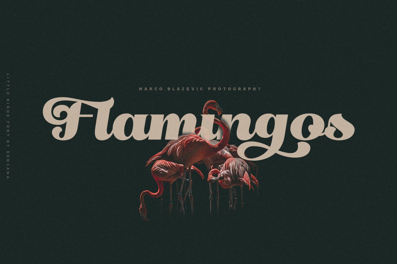 “仿鸟”线条复古风简洁英文字体脚本 Little Birds Script 设计素材 sucaiwan.com