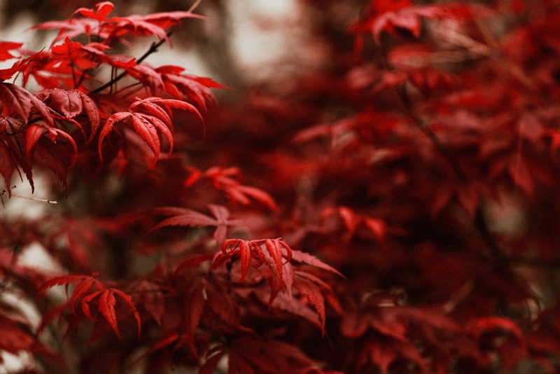 Ted Forbes 16个富士经典外观彩色负片模拟Lightroom预设 Ted Forbes - Fujified 插件预设 第3张-素材湾丨精选海外优质设计素材资源 Ted Forbes 16个富士经典外观彩色负片模拟Lightroom预设 Ted Forbes - Fujified 插件预设 sucaiwan.com