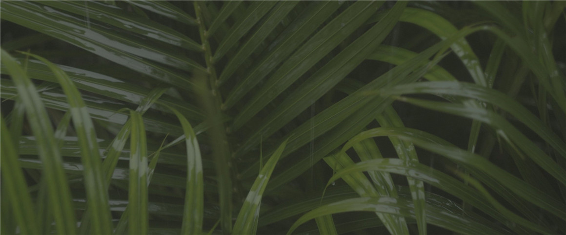 深绿色自然风景旅拍达芬奇调色节点 JUNGLE 2022 POWERGRADE 插件预设 sucaiwan.com