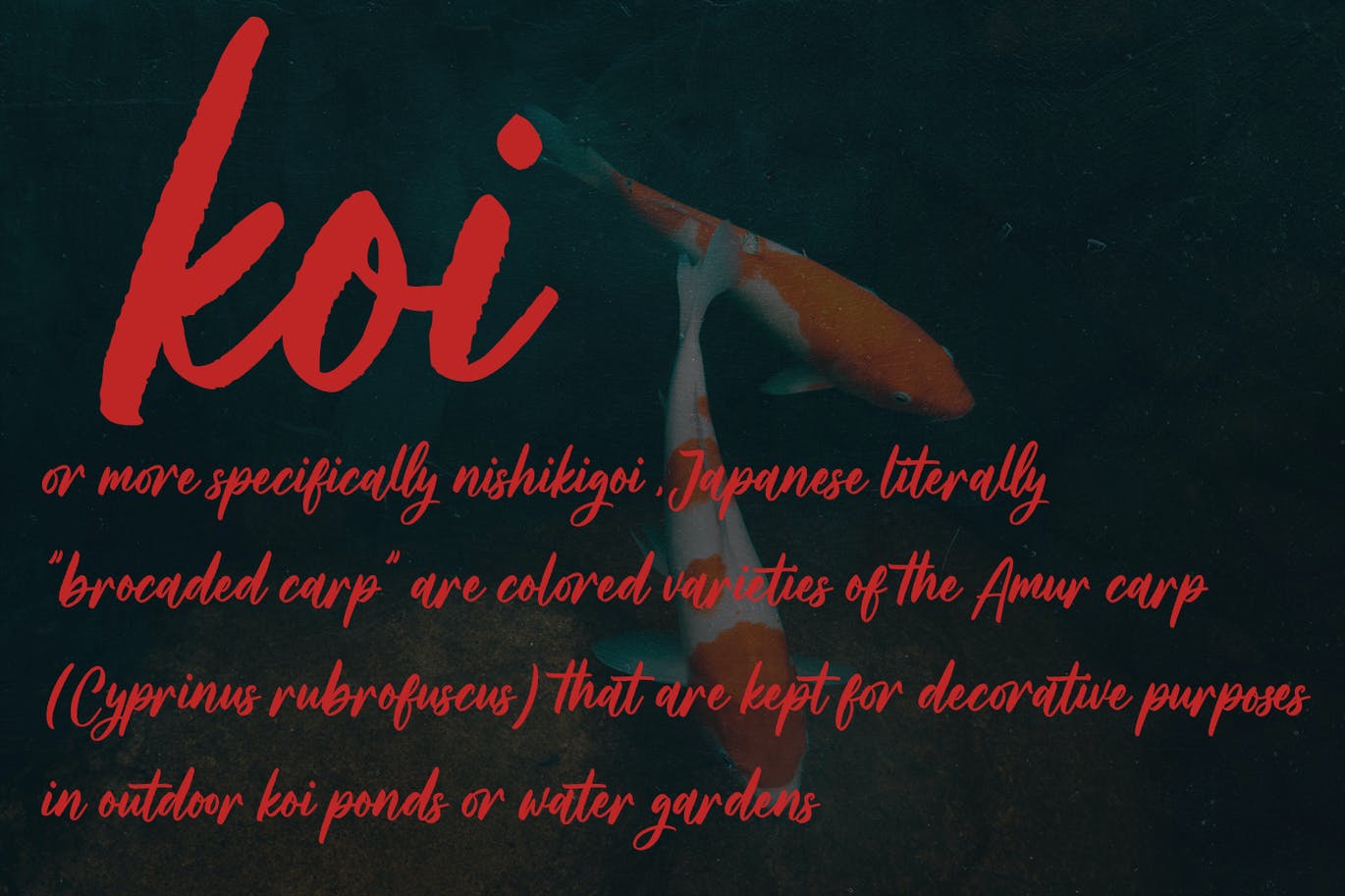 电影标题笔刷脚本字体 Rusty Mates Brush Script Font 设计素材 sucaiwan.com