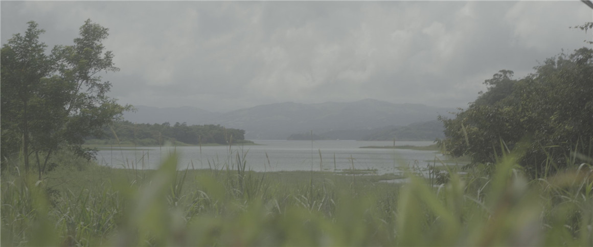 深绿色自然风景旅拍达芬奇调色节点 JUNGLE 2022 POWERGRADE 插件预设 sucaiwan.com